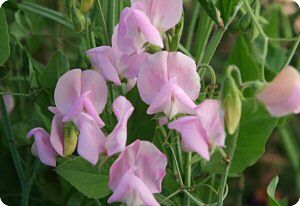 Sweet Pea 'Janet Scott'
