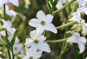 Nicotiana 'Fragrant Cloud'
