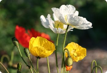 Iceland Poppy
