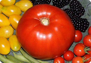 Tomato 'Italian Heirloom'