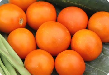 Tomato 'Jaune Flammee'