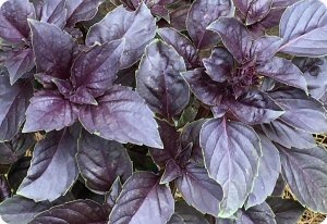 Basil 'Red Rubin'