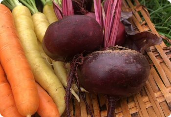 Beet 'Crosby's Egyptian'