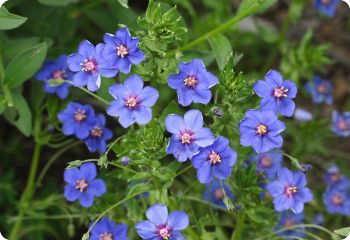 blue pimpernel