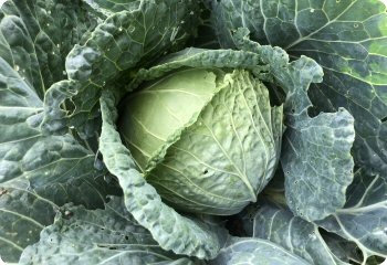 Cabbage 'Savoy'