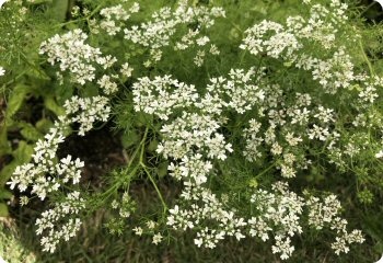 Cilantro 'Leisure' flowers