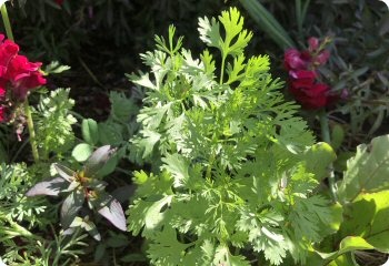 Cilantro 'Leisure'