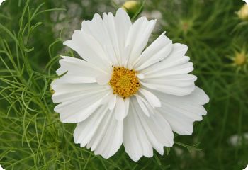 Cosmos Seeds (Cosmos bipinnatus, sulphureus) - Diane's Flower Seeds