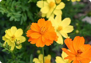 Cosmos 'Ladybird Mix'