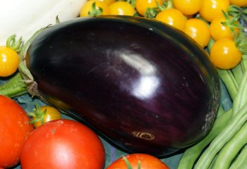 Eggplant 'Black Beauty'