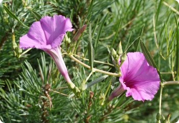 Ipomoea leptophylla