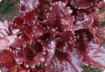 Lettuce 'Merlot'