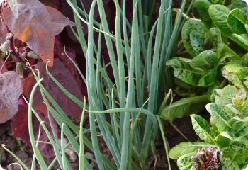 Onion 'Evergreen Bunching'