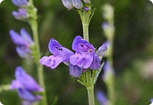 Penstemon payettensis