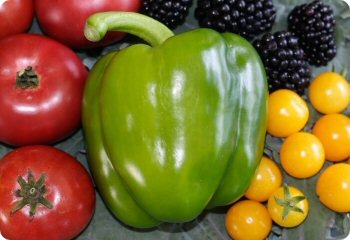 Pepper 'Califlornia Wonder'