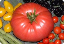 pink tomato seeds