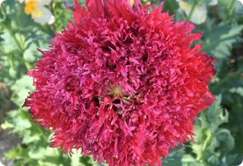 Poppy 'Feathered Mix'