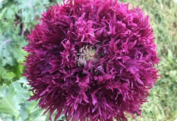 Poppy 'Feathered Mix' Purple