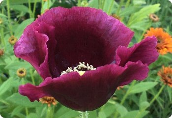 Poppy 'Midnight'