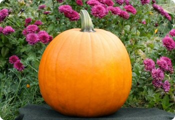 Pumpkin 'Howden's Field'