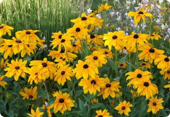 rudbeckia indian summer