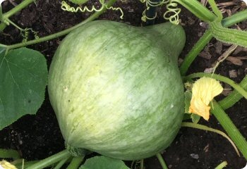 Squash 'Sibley'