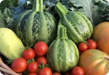 summer squash seeds