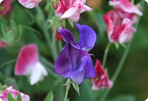 Sweet Pea Seeds (Lathyrus odoratus) - Diane's Flower Seeds