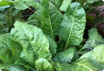 Swiss Chard 'Perpetual Spinach'