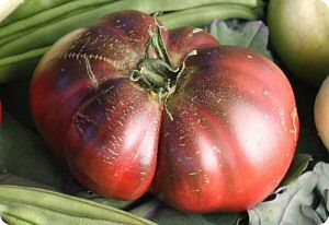 Amazon Chocolate tomato