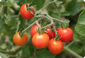 Tomato 'Mexico Midget'