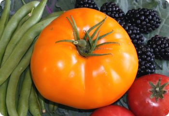 Tomato 'Orange Strawberry'