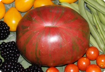 Tomato 'Pink Berkeley Tie-Dye'