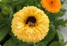 calendula seeds