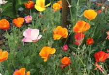 California poppy seeds