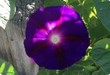 morning glory seeds