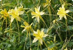 Aquilegia chrysantha