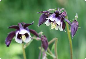 Aquilegia vulgaris 'Magpie'