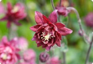 Aquilegia vulgaris 'Ruby Port'