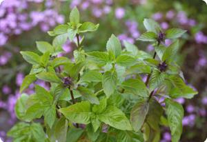 Basil 'Cinnamon'