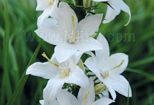 Campanula pyramidalis 'Alba'