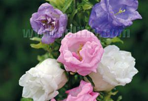 Campanula medium 'Double Mix'