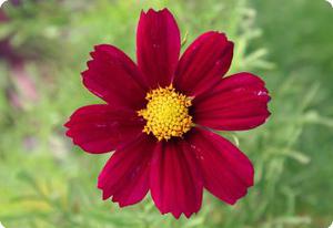 Cosmos 'Tetra Versailles Red'