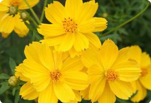 Cosmos 'Ladybird Gold'