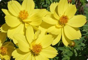 Cosmos 'Ladybird Lemon'