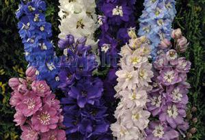 Delphinium 'Magic Fountains Mix'