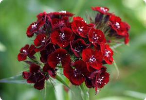 Dianthus barbatus 'Dunetti''