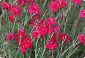 Dianthus deltoides 'Flashing Light'