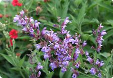 common sage seeds