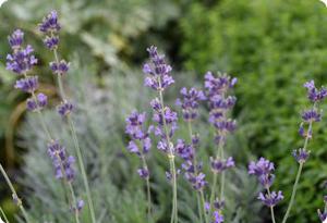 Lavandula angustifolia Vera